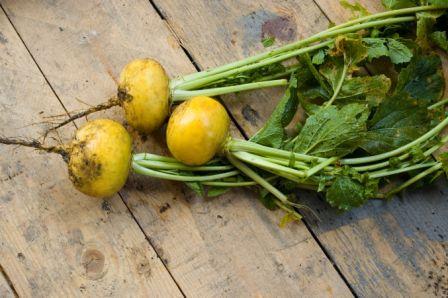 Organic Golden Globe Turnip, Brassica rapa